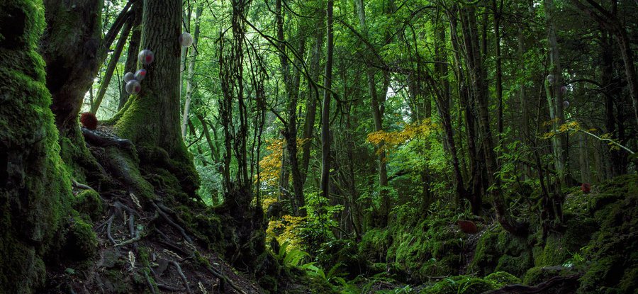 Designing for the Sixth Extinction, Alexandra Daisy Ginsberg